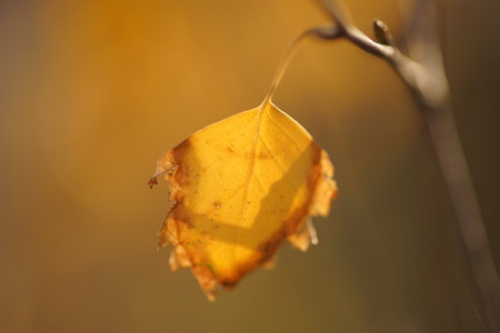 Golden dry autumn birch leaf, with torn edges on a branch, macro shotの写真素材