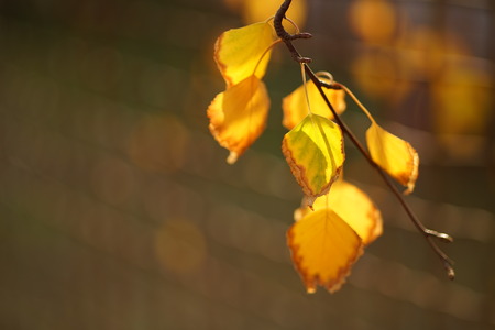Autumn birch leaves close up on a sunny day, macro shot