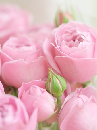 close-up pale delicate peony roses. Selective focus, magic light.の写真素材