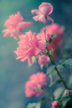 Pink roses with buds on a background of a green bush in the garden. Beautiful pink flowers in the...