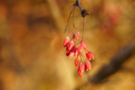 barberry bush on an autumn afternoon at sunset, macro berries.の写真素材