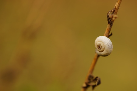 Small snail hanging on a dry grassの写真素材