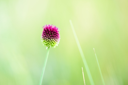 purple green wild garlic round flower on the natural bokeh, macro shot.の写真素材