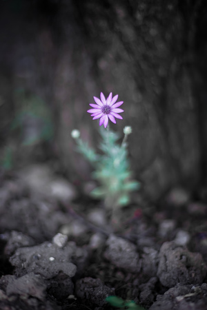 Wild little bush purple flower growing in the summer garden, selective focusの写真素材