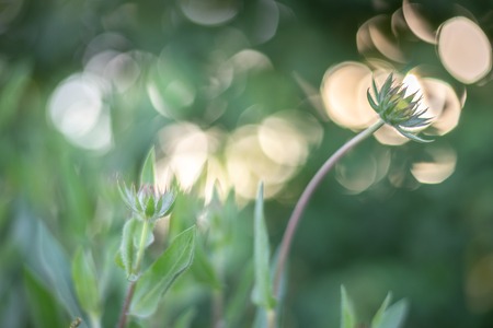 Glade high green flowers with a beautiful bokehの写真素材