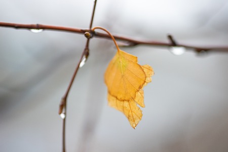 Birch branches with drops and yellow dry leaf in cloudy dayの写真素材