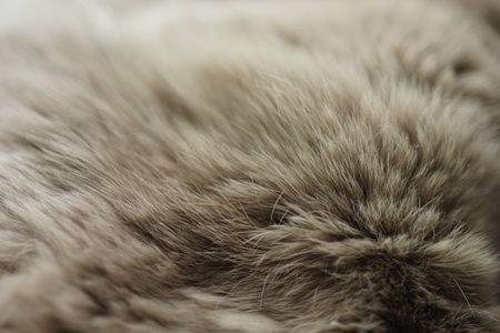 Brown rabbit fur close up. Macro photo. Selective soft focus.の写真素材