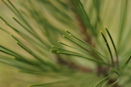 soft image of needles of lush pine tree macro close-up, selective focus.