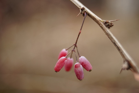 Barberry branch with pink berries in winter. Macro shot. Selective focus.の写真素材