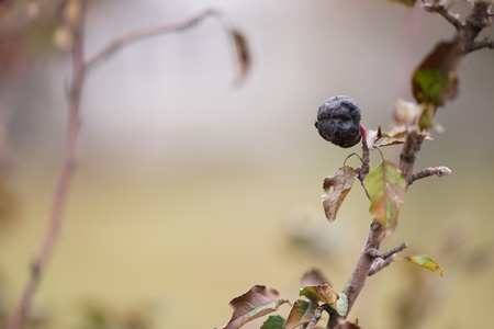 Black dried pear on the tree in the garden with a soft natural background.の写真素材