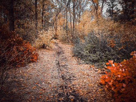 Autumn forest with golden and green foliage on trees and on the groundの写真素材
