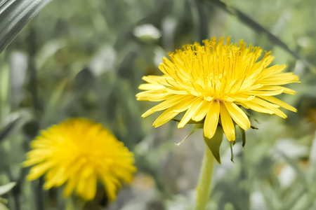 yellow dandelions growing in a spring garden.の写真素材