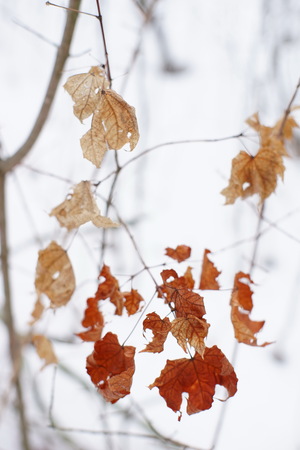 Brown maple leaves on the branches in the winter forest. Selective focus. Beautiful bokehの写真素材