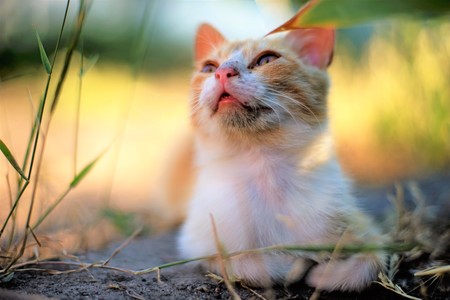 relax kitten on green grass looking to the sky.