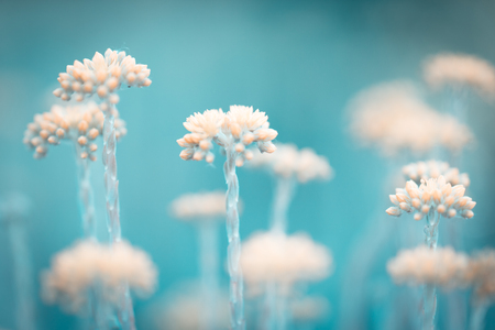 yellow flowers growing in a field closeupの写真素材