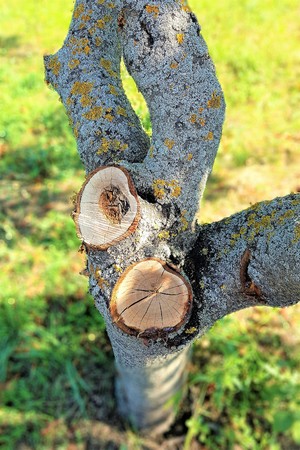 Accurate saw cut of the old cherry tree in the summer garden
