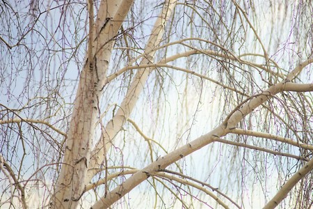 Birch tree with bare branches in early springの写真素材