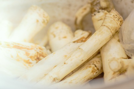 Horseradish roots closeup. Root vegetableの写真素材