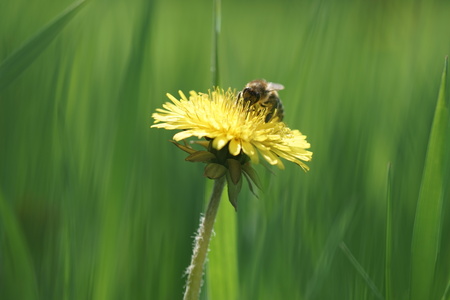 Bee on a yellow dandelion in a green field, macro photo