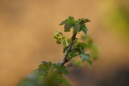 Beautiful young leaves of gooseberry bush in the spring garden at sunset. Macroの写真素材