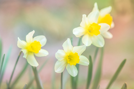 Yellow daffodil blooms in spring garden. Narcissus flower.の写真素材
