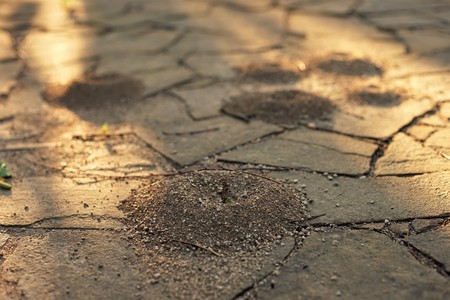 Small nests of ants in the stone floor of wild tiles in the sunny courtyard. The texture of the old sidewalk of paving slabs. In the crevices between the paving slabs an anthillの写真素材