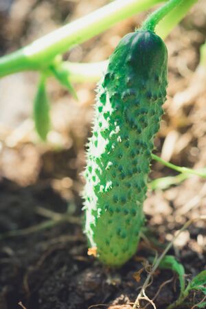 Ripe young cucumber hanging on a branch in the summer gardenの写真素材