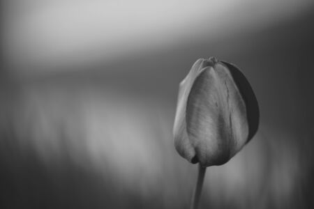 Shiny tulip growing in a dark field near the river. Macro photo. BW. Black and whiteの写真素材