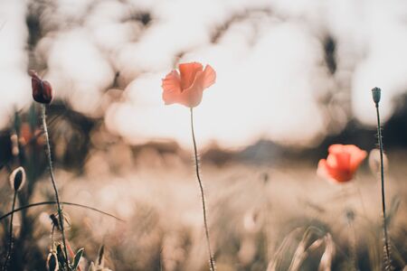 Field of red poppies in bright evening lightの写真素材