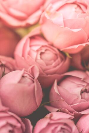 close-up pale peony roses. Selective focus, magic light, pastel colors.