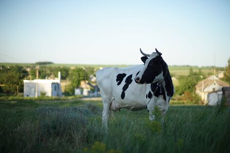 Black and white spotted cow grazes in the countryside in summerの写真素材