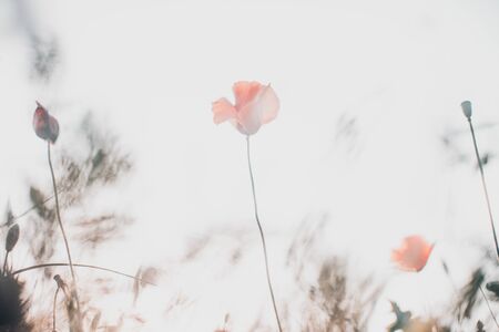 Field of red poppies in bright light on the white sky background, flowers in nature, art lifeの写真素材