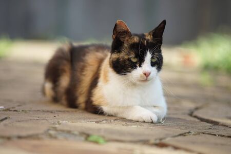 Tricolor cat lying on the floor of a wild stone at spring yardの写真素材