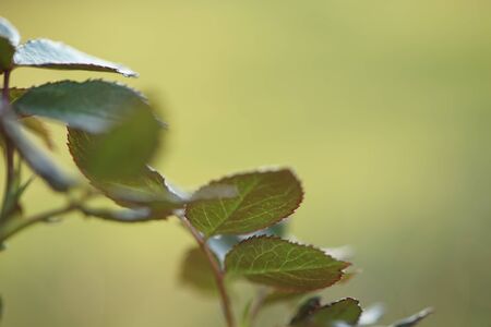 Beautiful new green leaves of rose flower, macro shot