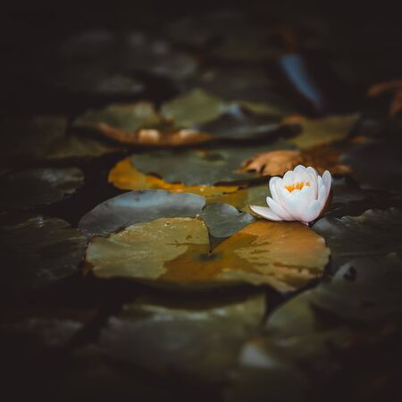 One white water lily flower in the garden, pond with waterlilies.の写真素材