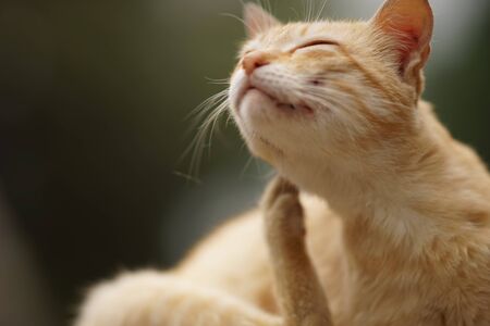 Cat paw scratches behind the ear, outdoor closeup portrait. Fleas and ticks in domestic animalsの写真素材