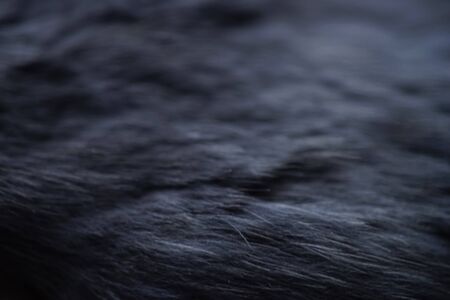 Dark grey rabbit fur close up, macro photo, selective soft focus.の写真素材