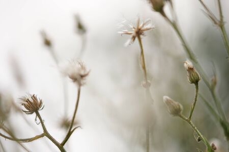 Part of a soft dandelion field close up on a natural foggy backgroundの写真素材