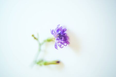 Single wild forest blue flower of chicory on the light table, selective focus, tender chicory flowersの写真素材