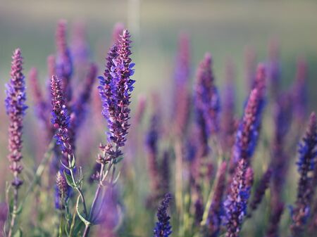 Lavender at sunset, summer field of purple wild flowers.の写真素材