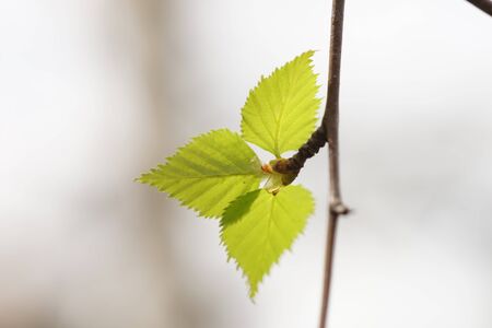 Spring natural background with three young birch leaves on branchの写真素材