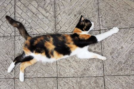 Beautiful calico cat mom lying on the stone floor in a pose like flies or jumps, money luck cat, Maneki Nekoの写真素材