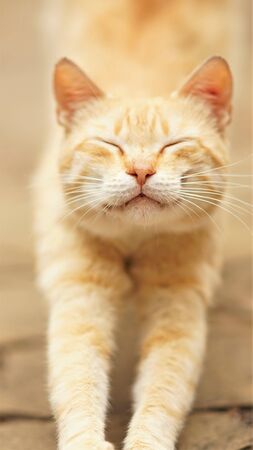 Cute ginger cat is stretching in the street with closed eyesの写真素材