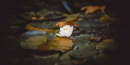 One white water lily flower in the garden, pond with waterlilies.の写真素材