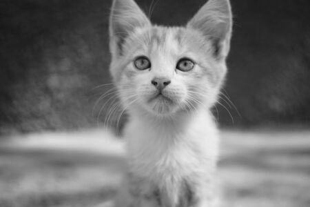 Young kitten closeup portrait in summer day, bw photo