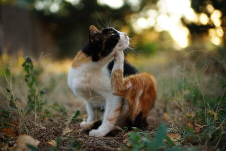 Cat paw scratches behind the ear. Fleas and ticks in domestic animals. Kitty sitting on the grass of the gardenの写真素材