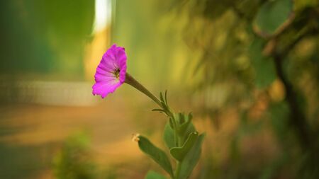 violet flower grow in a summer garden, selective art focus