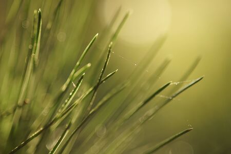 pine branch with green needles, macro photo, warm sunlight.