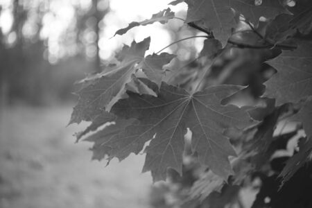 big maple leaves on branch in the forest, autumn season.の写真素材