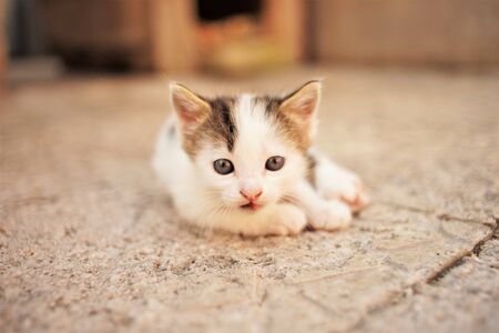 White little kitten lies on a stone floor, cute kitty closeup portrait.の写真素材